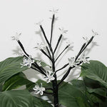 Load image into Gallery viewer, Outdoor Waterproof Multi Colored Cherry Blossom Landscape Solar Lights for Pathway, Patio, Yard, Deck, or Walkway - The Gadget Shack Shop
